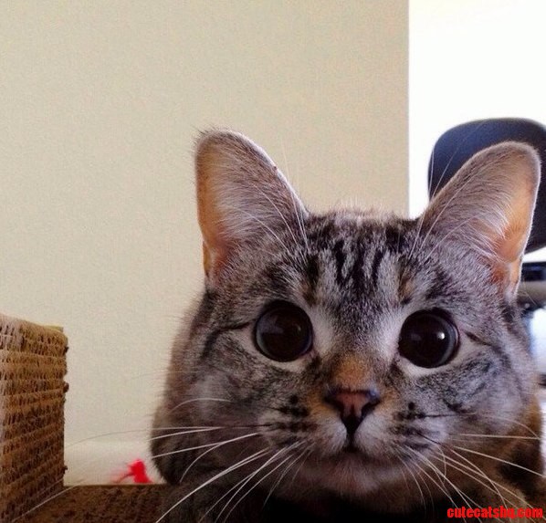 A Cat So Powerful You Couldnt Refuse Him