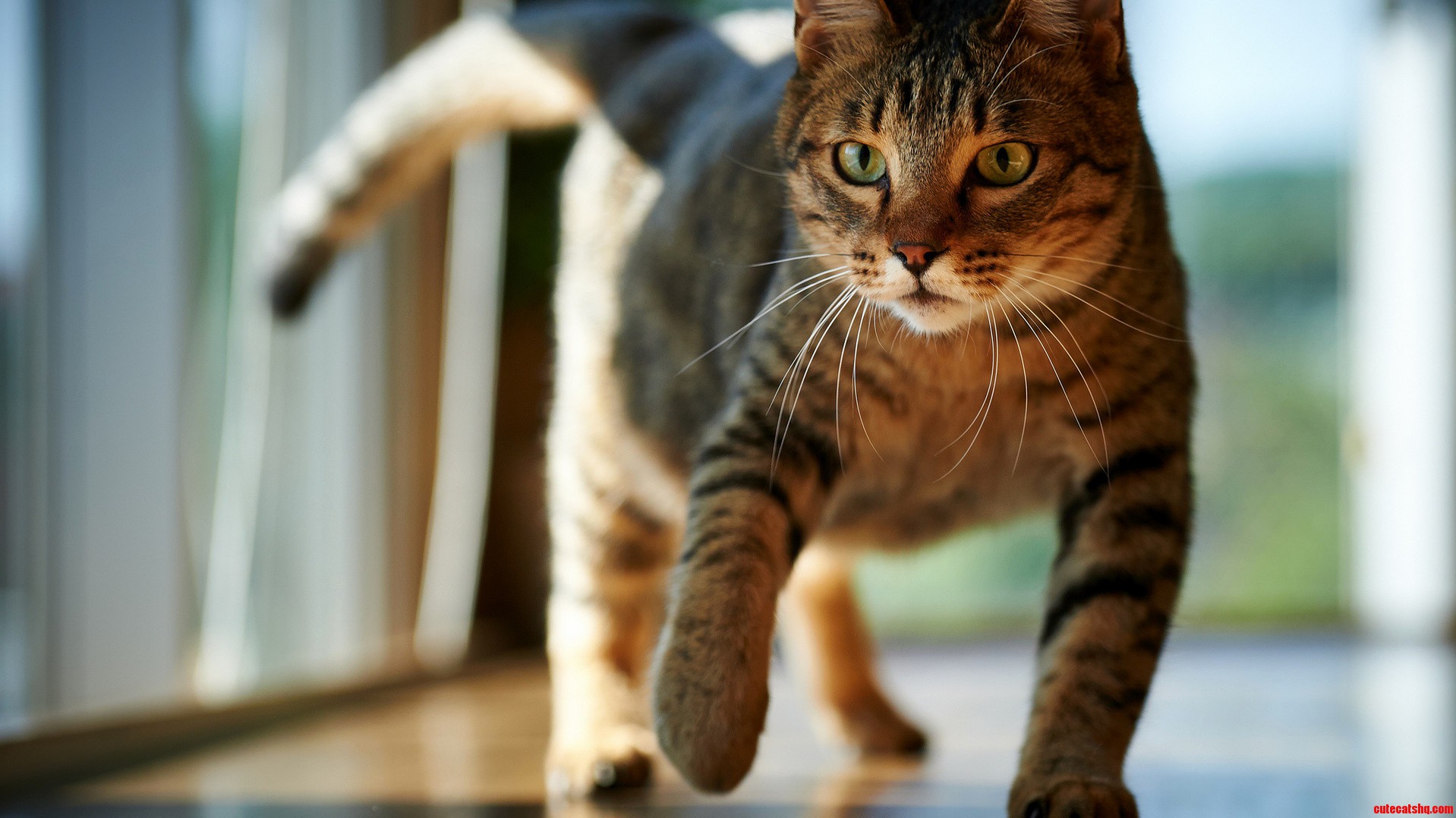 A Dangerous Cat