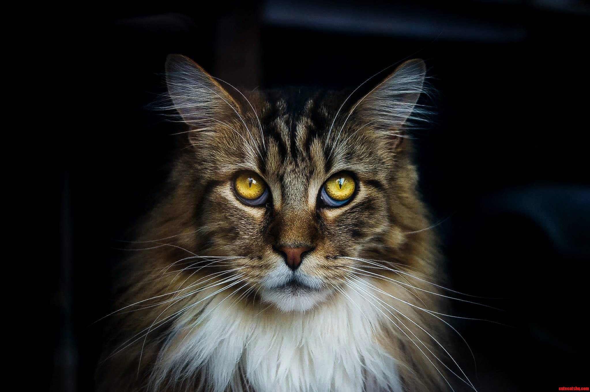 A Glimpse of My Maine Coon - Leon Updated Version