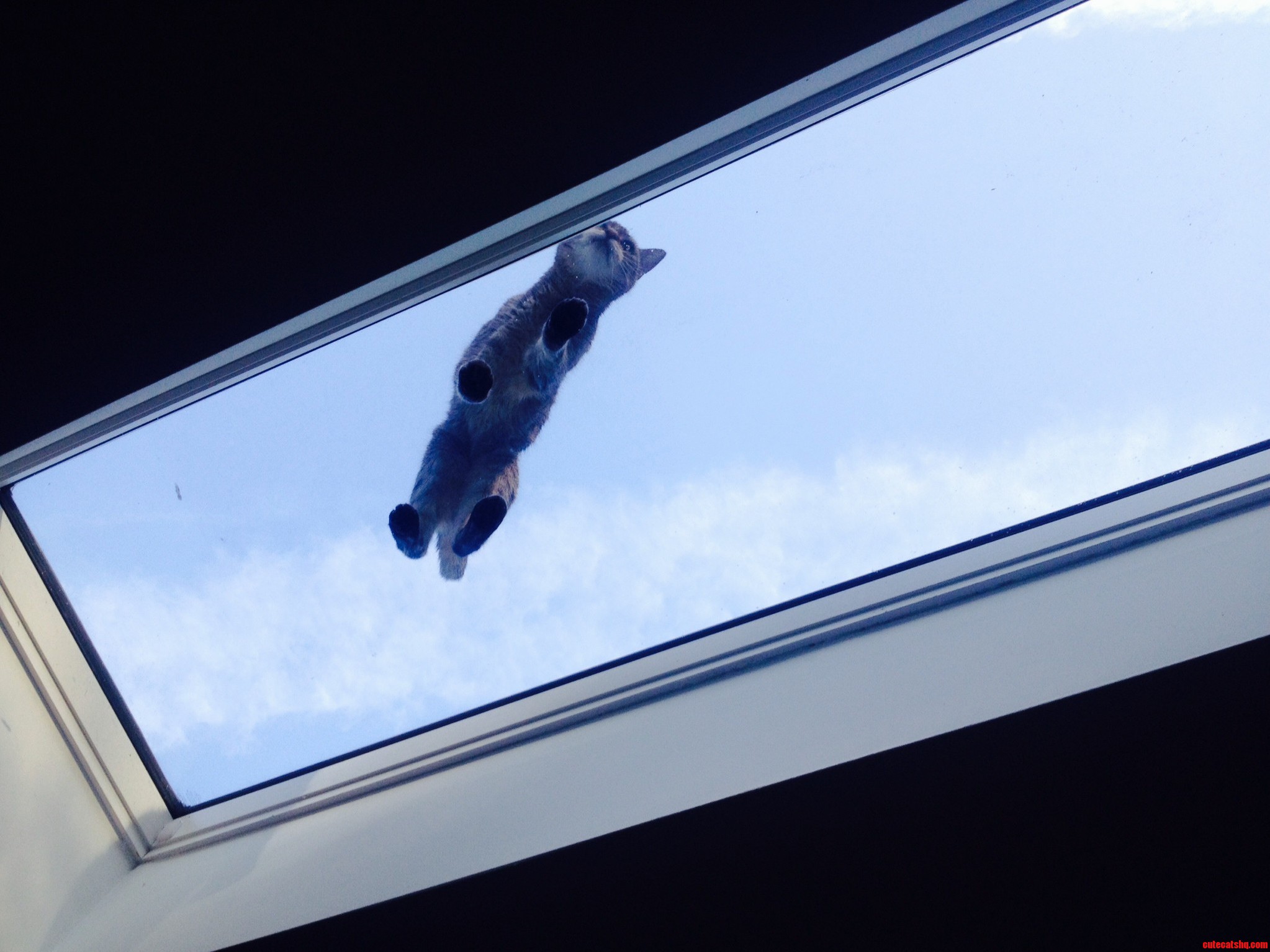 A Kitten in the Sky