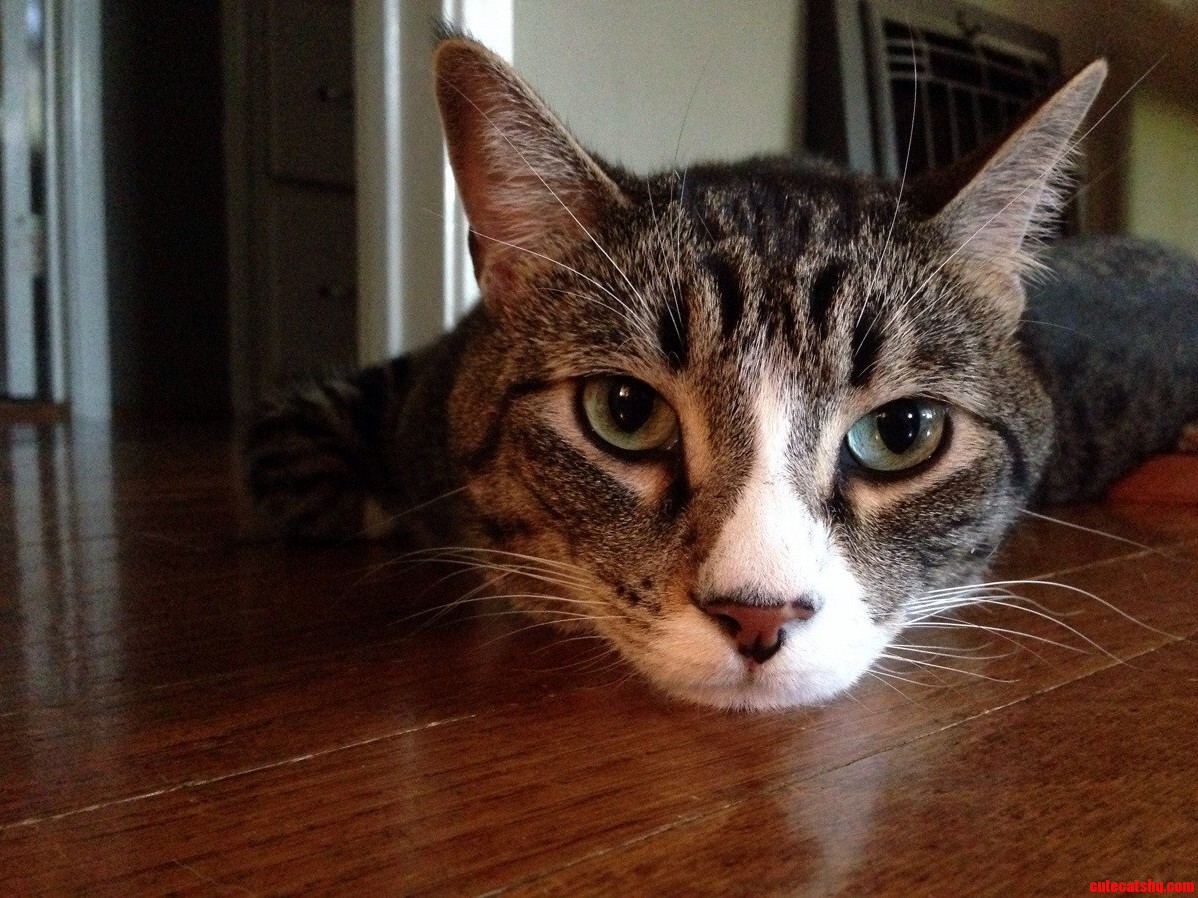 A Lazy Day for This Little Guy.