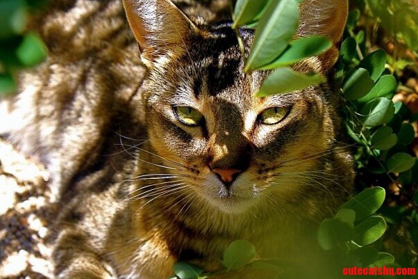 A Little Abyssinian in Her