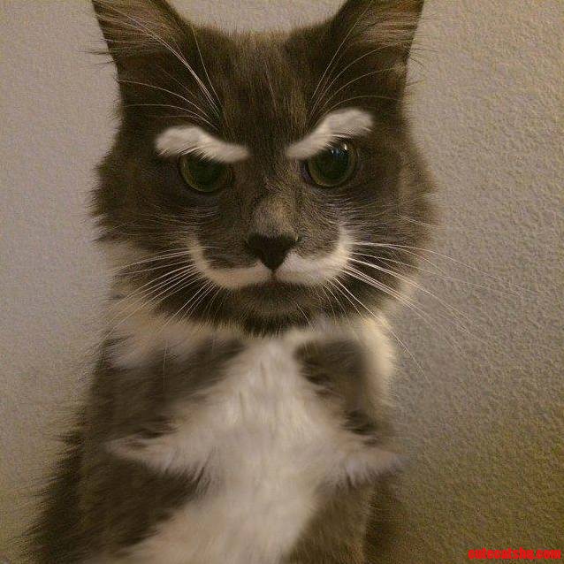 A Magnificently Mustachioed Cat