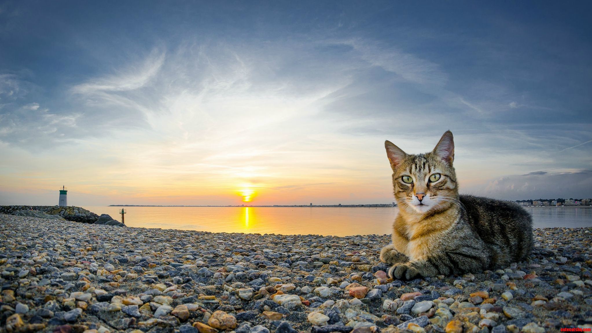 A Purrfect Sunset.