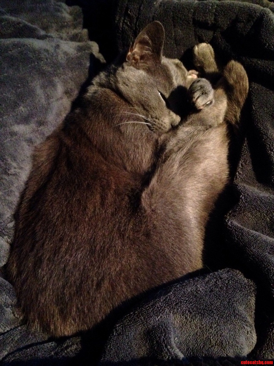 A Tangle of Misty Cat.