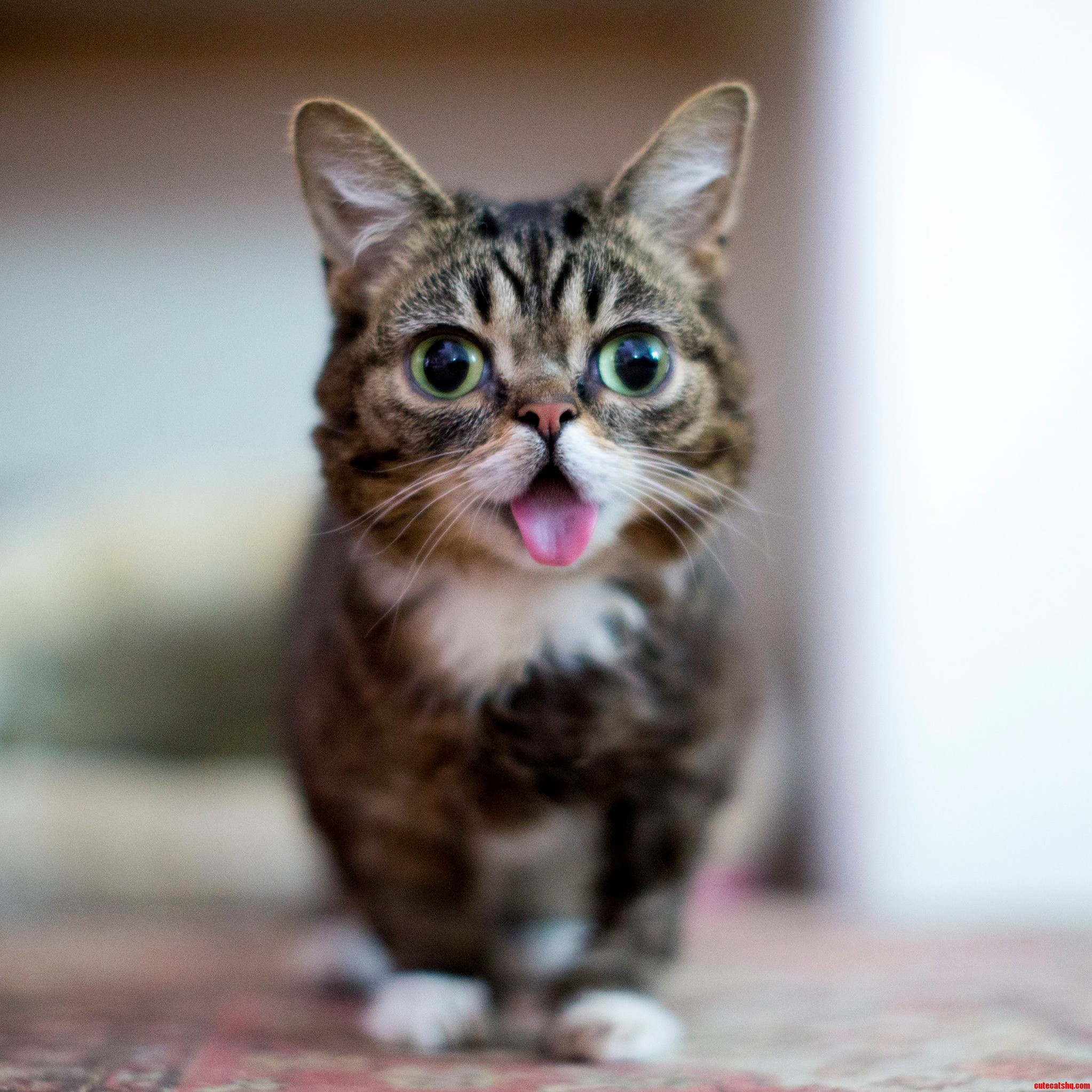 A Very Happy Cat.