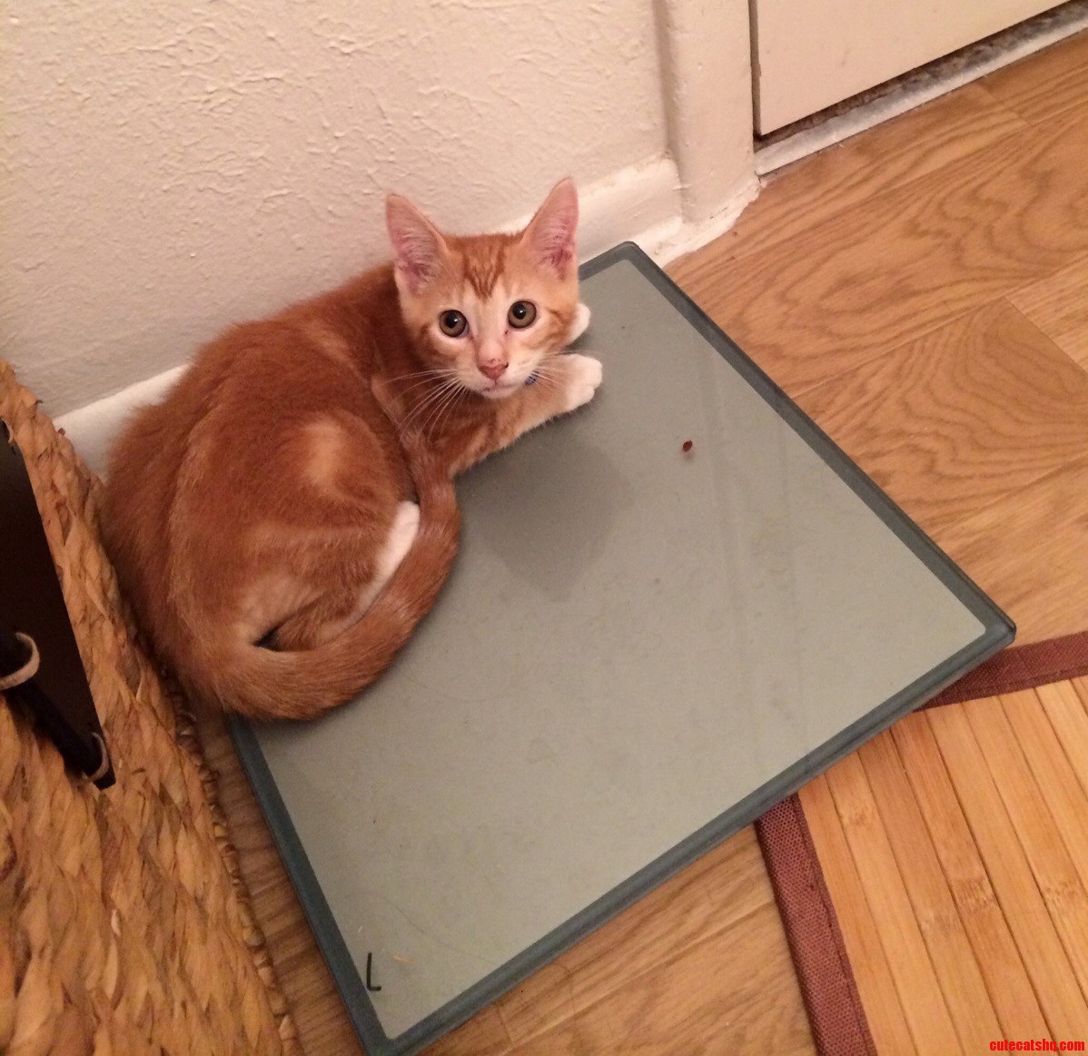 Actual Size Kitten Drawn to Scale
