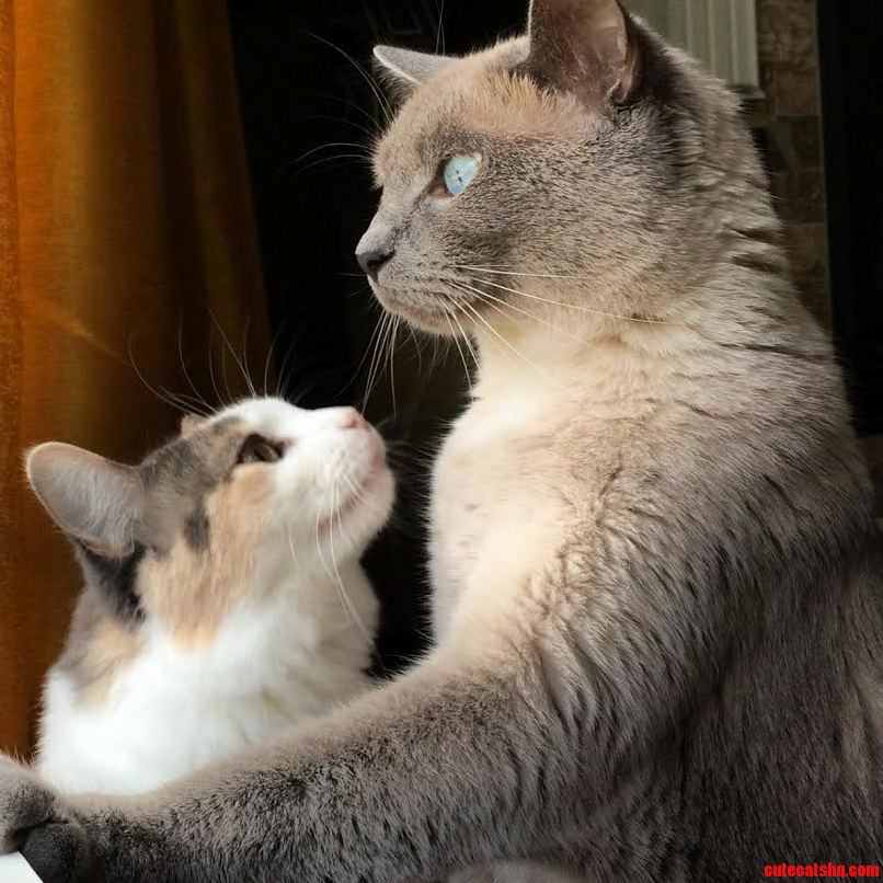 Admiration