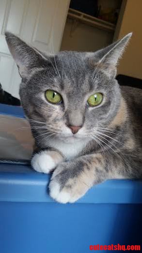Adopted This Beauty a Year Ago.