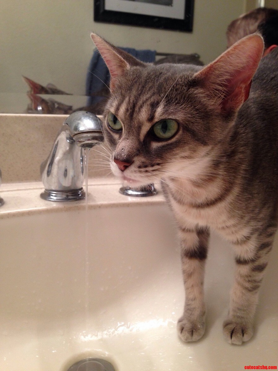 Adopted This Cutie Today Her Name Is Princess Leia