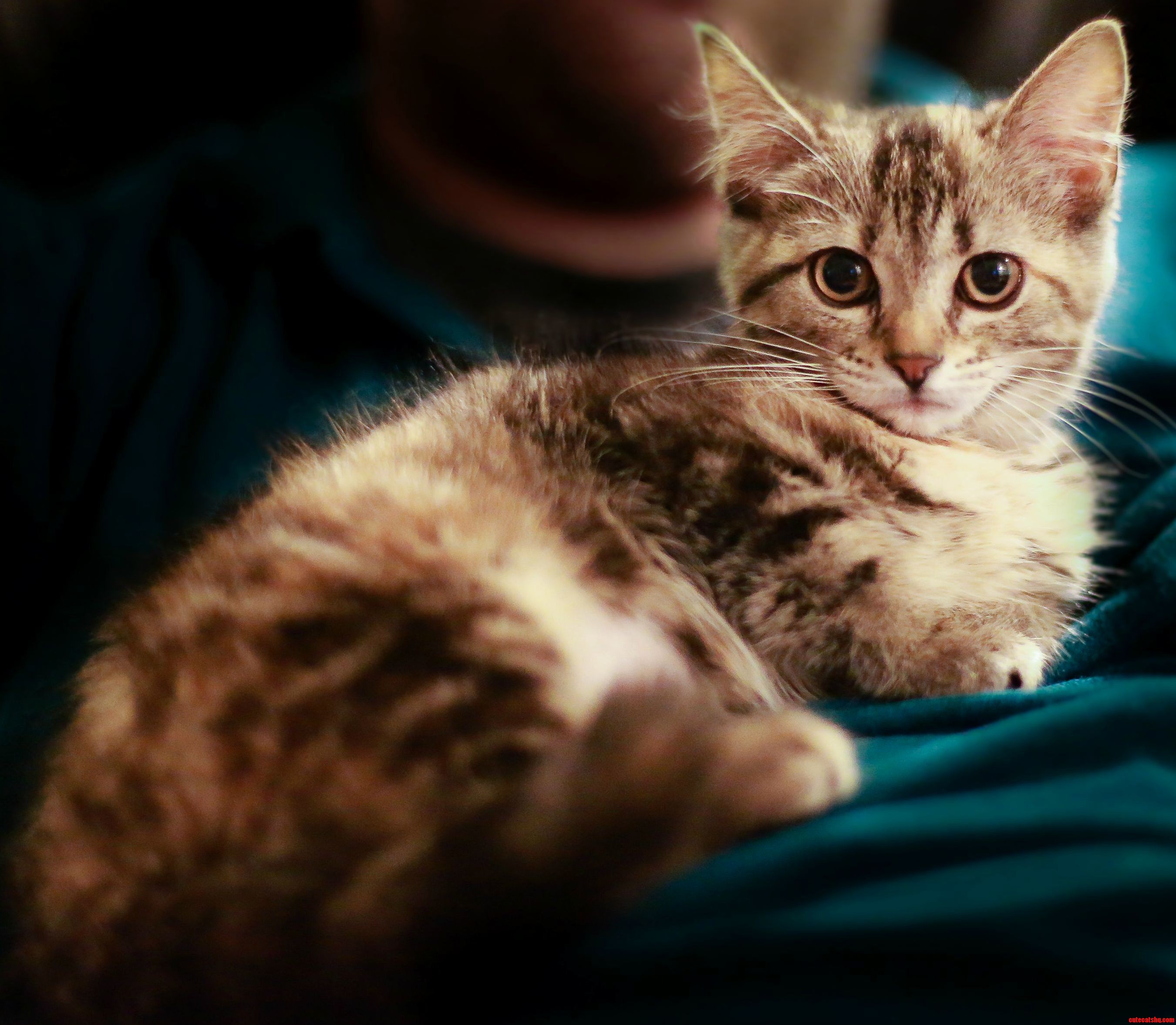 Adopted This Little Lady from the Shelter Yesterday. Meet Luna