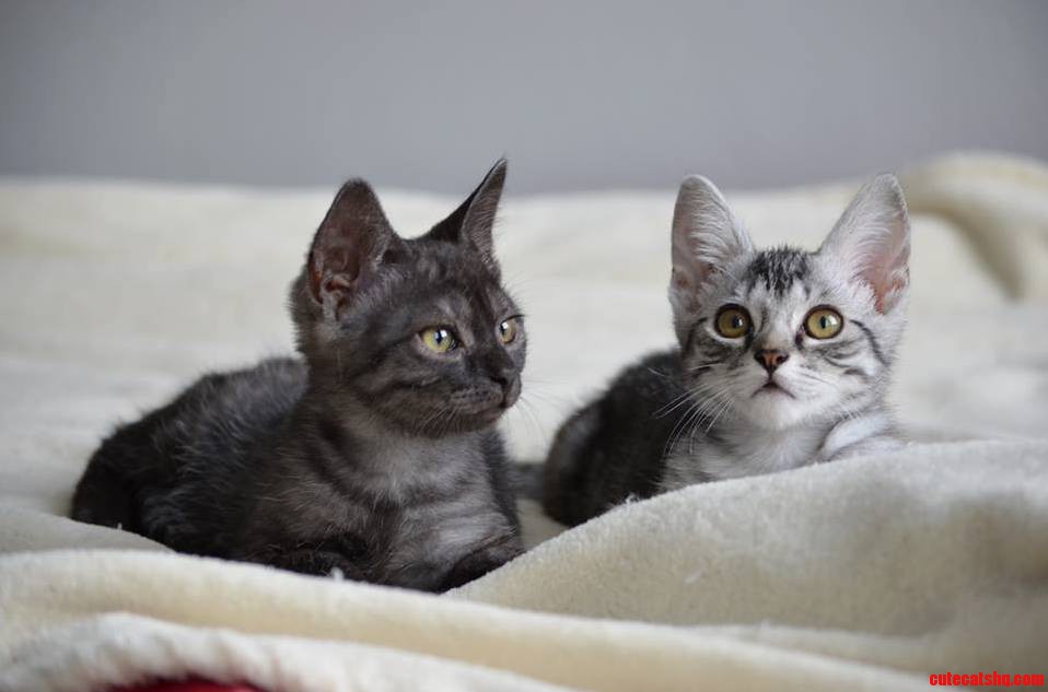 After a Rough Start These Rescue Kittens Are Ready to Find a Home
