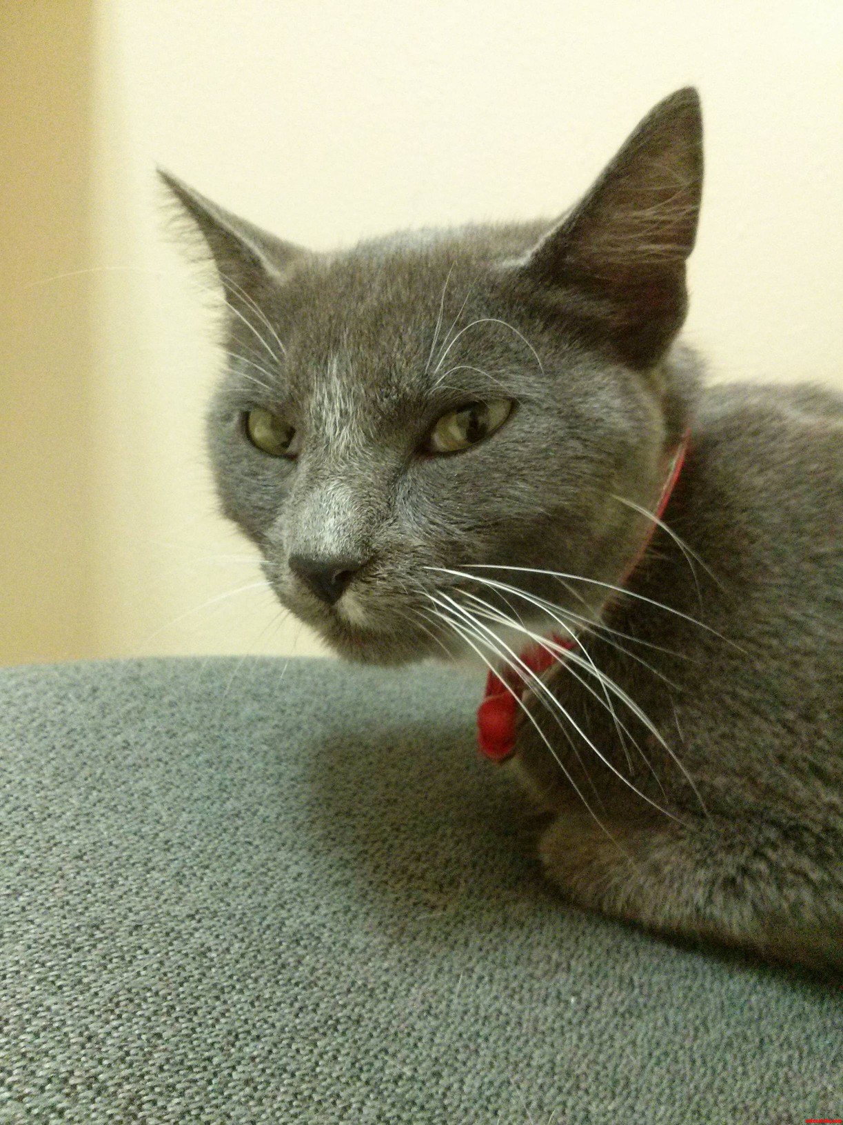 After Being Sick and Missing for 2 Days I Finally Found My Baby Girl and Got Her in the Vet. I Have Never Heard Her Purr This Loud.