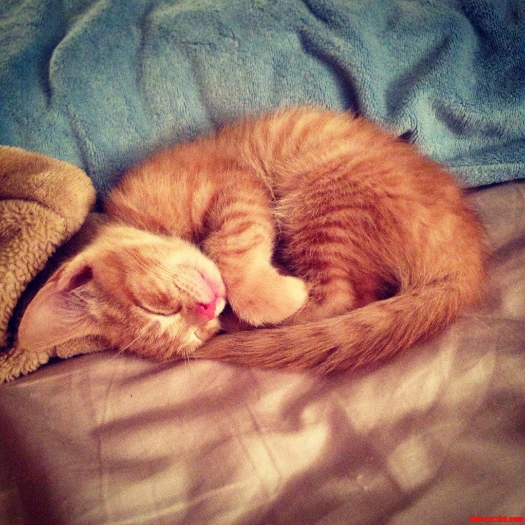 After Wanting an Orange Cat for a While Now I Finally Got to Pick This Little Guy Up Today. I Call Him Little Georgie