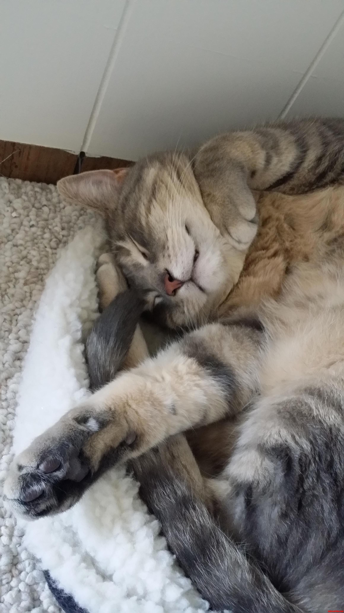 Afternoon Nap