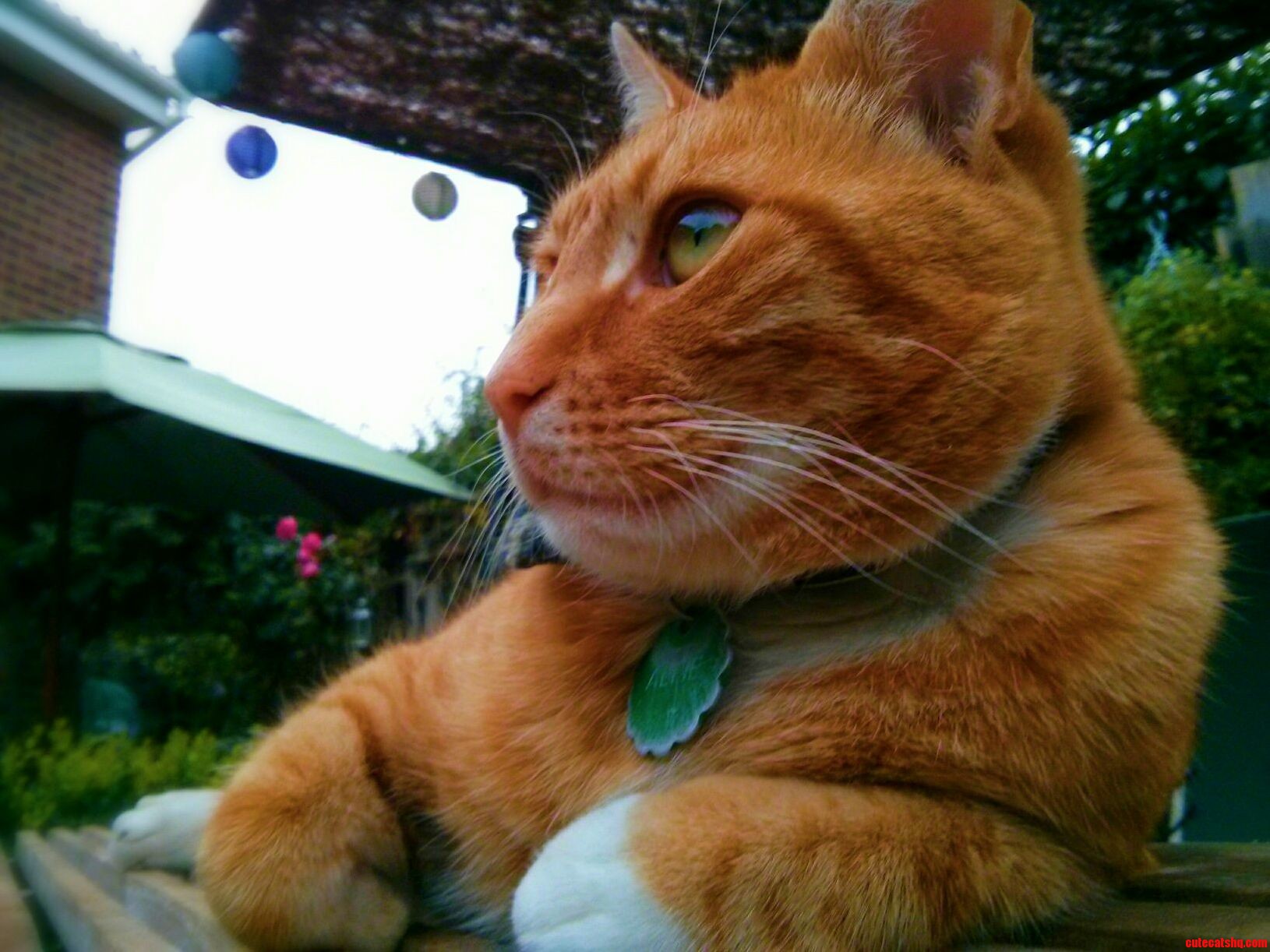 Alfie Relaxing in the Garden