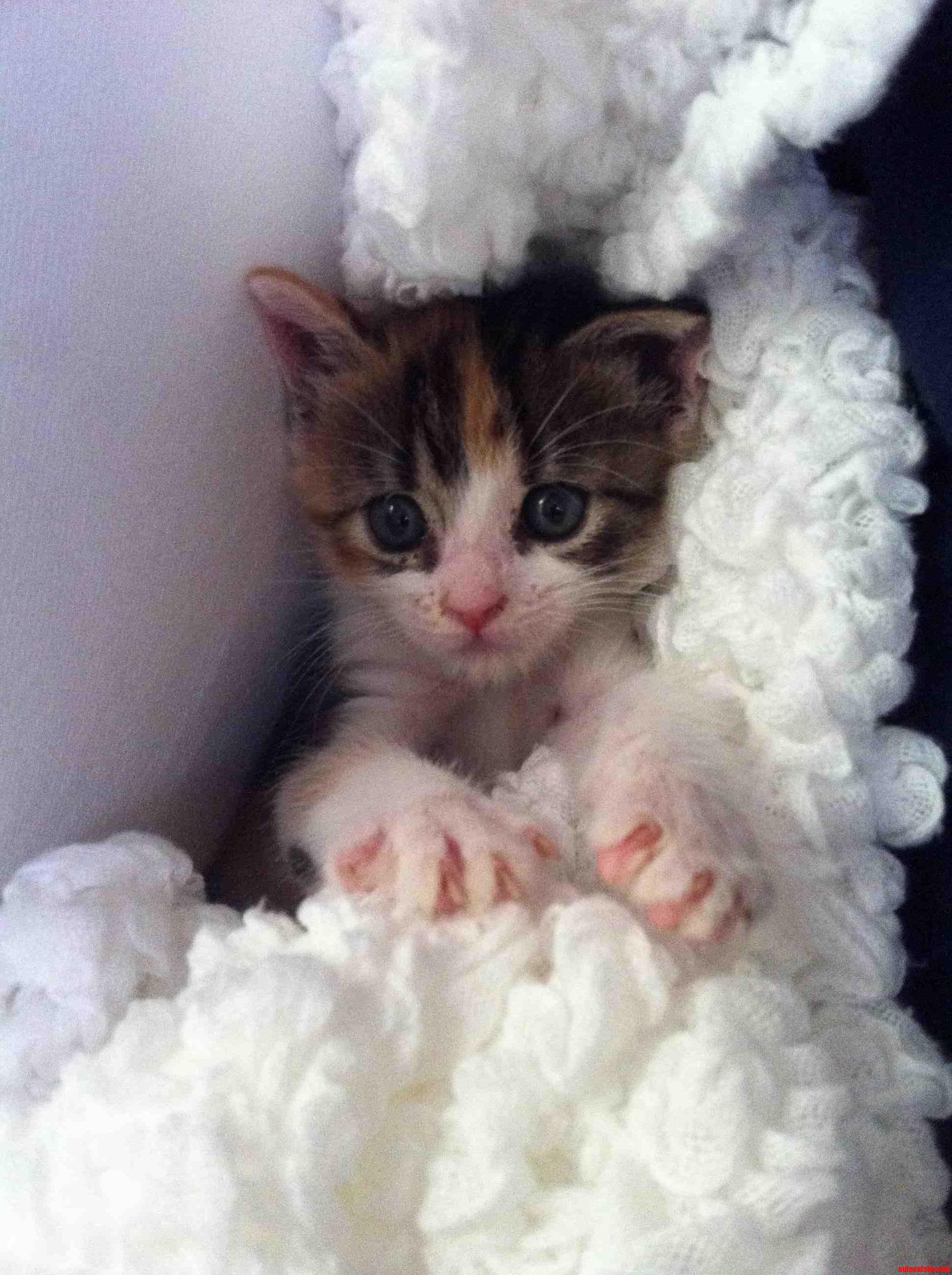 All Snuggled Up