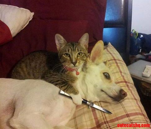 Angry Cat Wanna Kill Dog