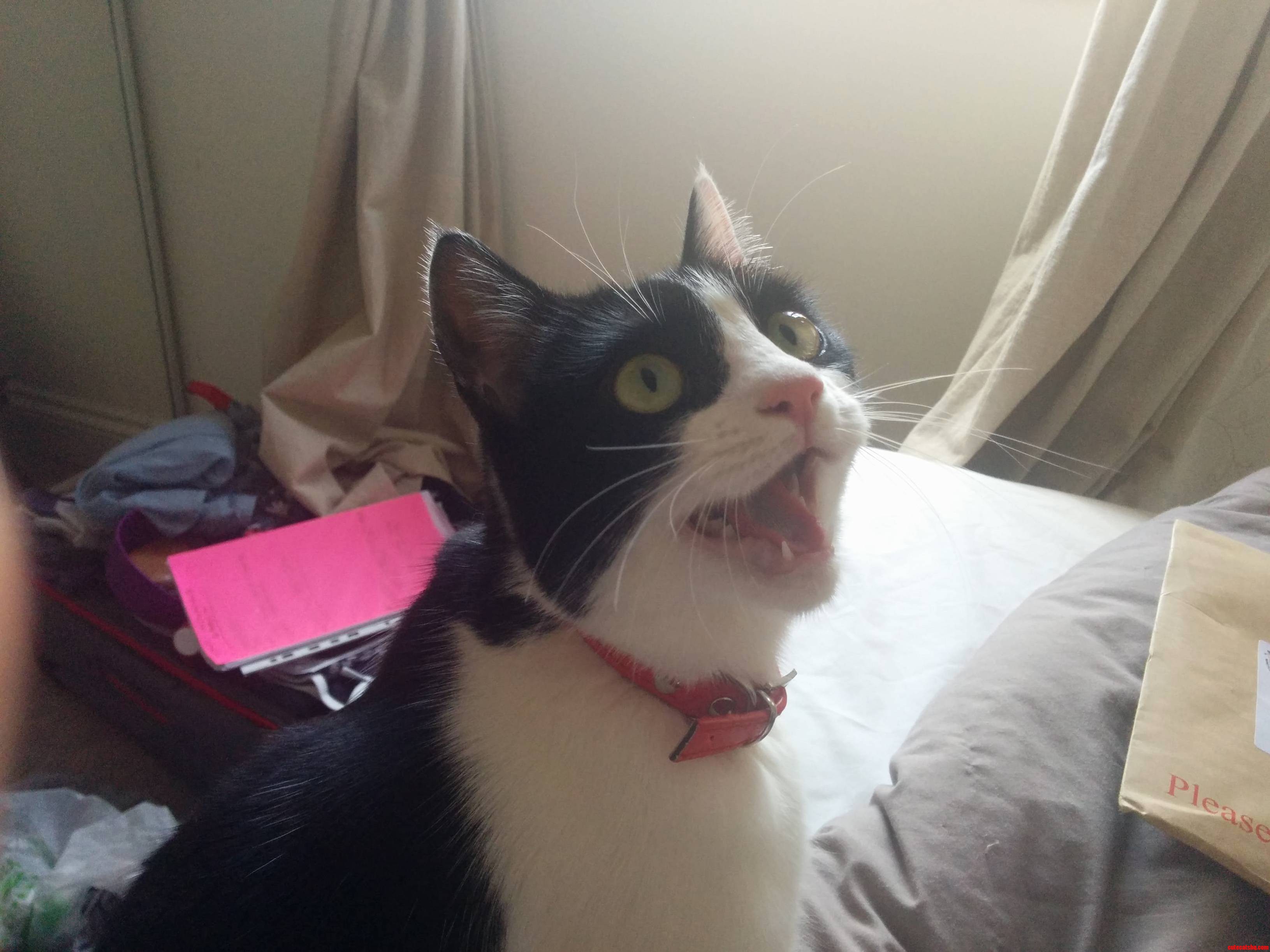 Annabelle Is Quite Pleased with Her Flying Frenzy...