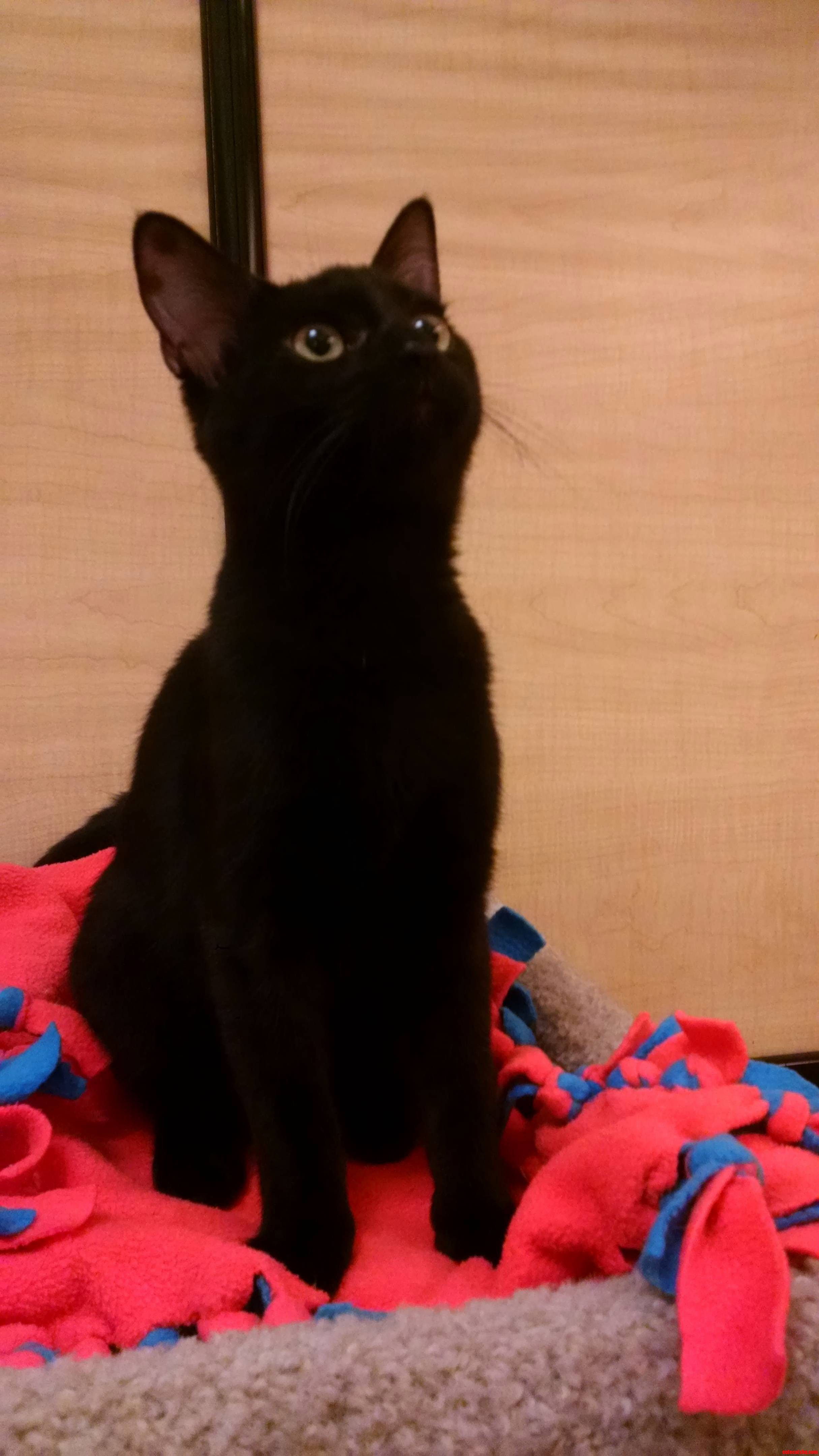 Another Pic of Her Highness - Bear aka Diva