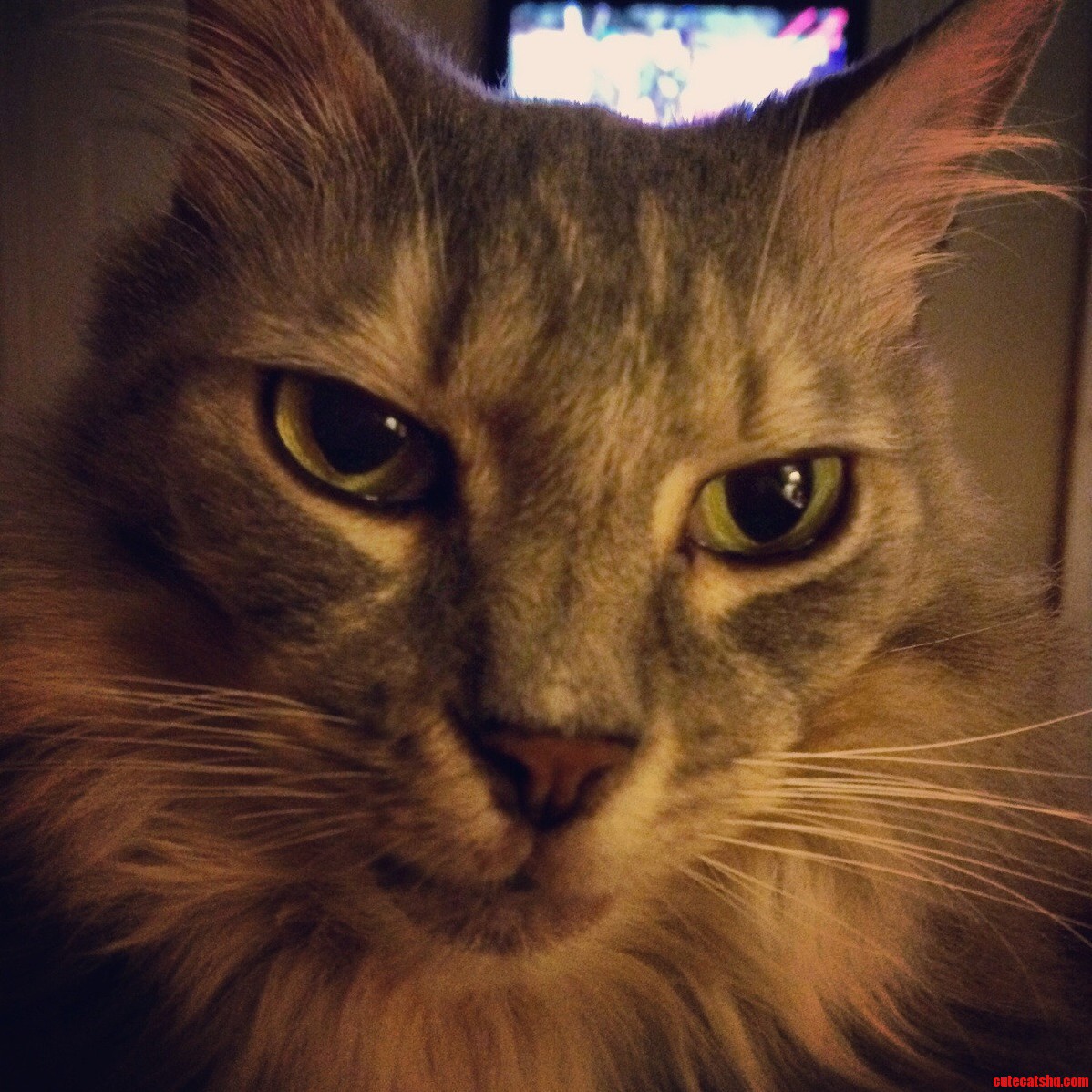 Apparently Im Not Supposed to Watch Tv Right Now