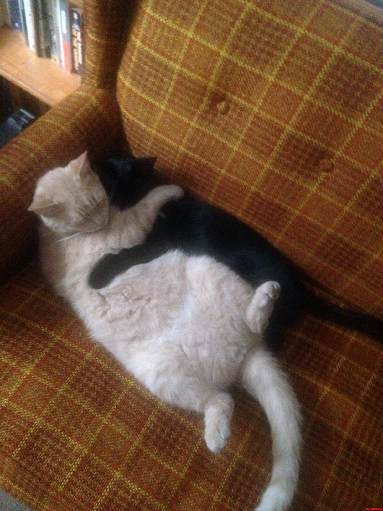 Apparently They Always Sleep Like This