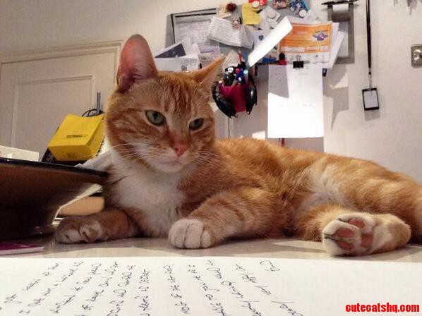 Arlo the Editor..