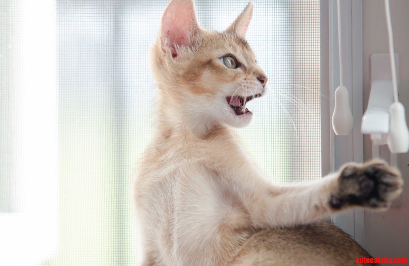 Artemis the Abyssinian As a Kitten