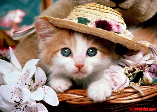 Aww Beautiful Cat with a Hat