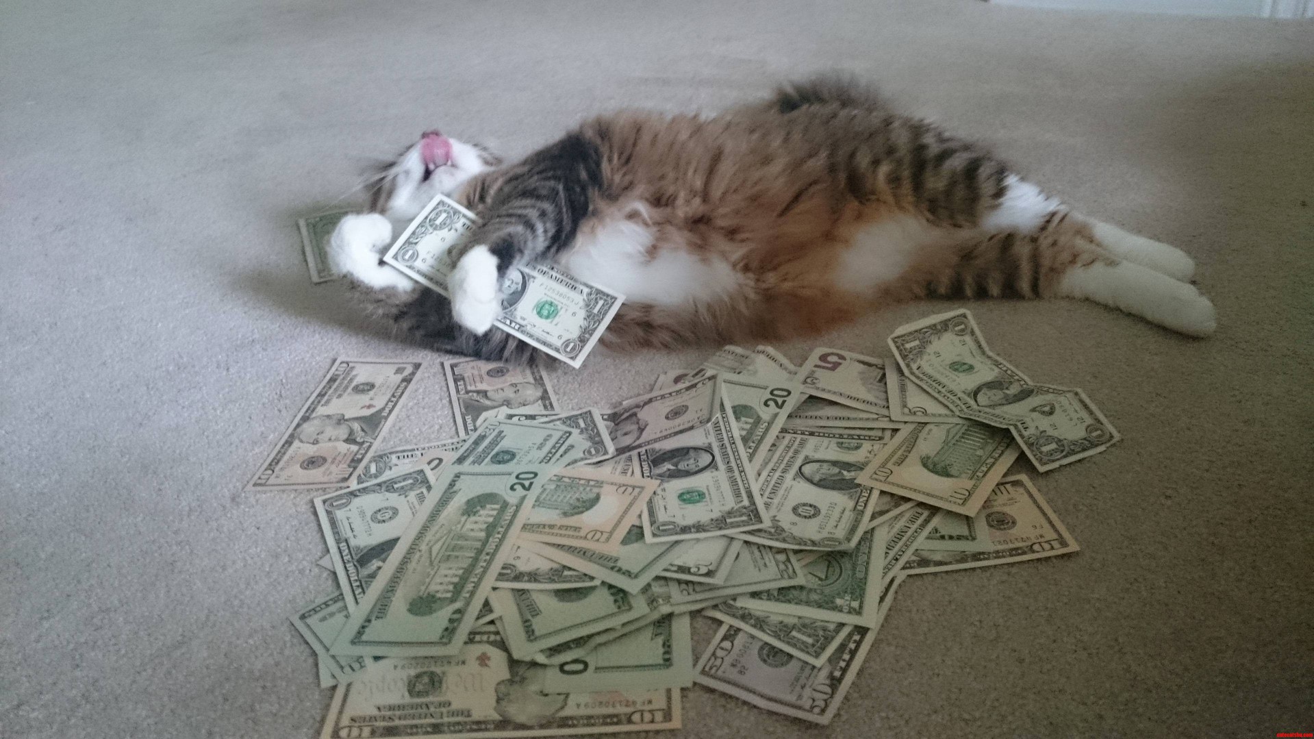 Awwww Yiiiiiiss. Its Tuna Time Tonight.