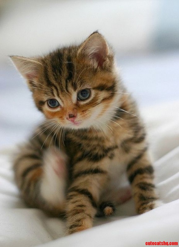 Awwww..muuuhhh Cute Kitty