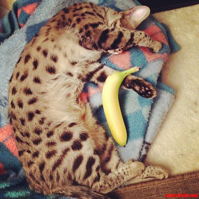 Banana for Scale
