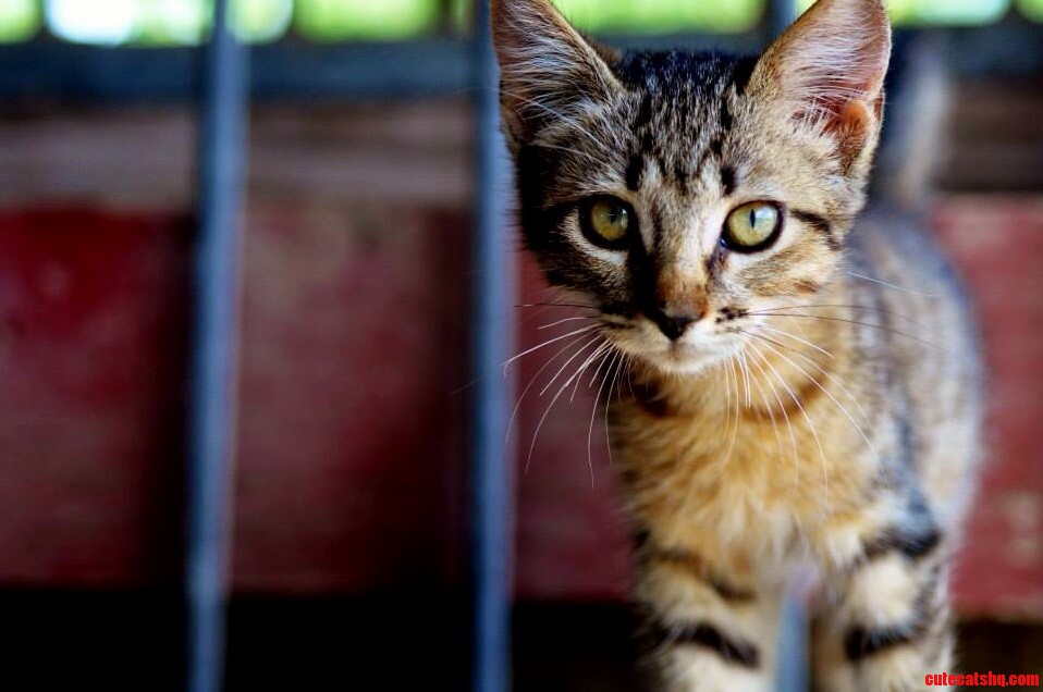 Barn Kitty