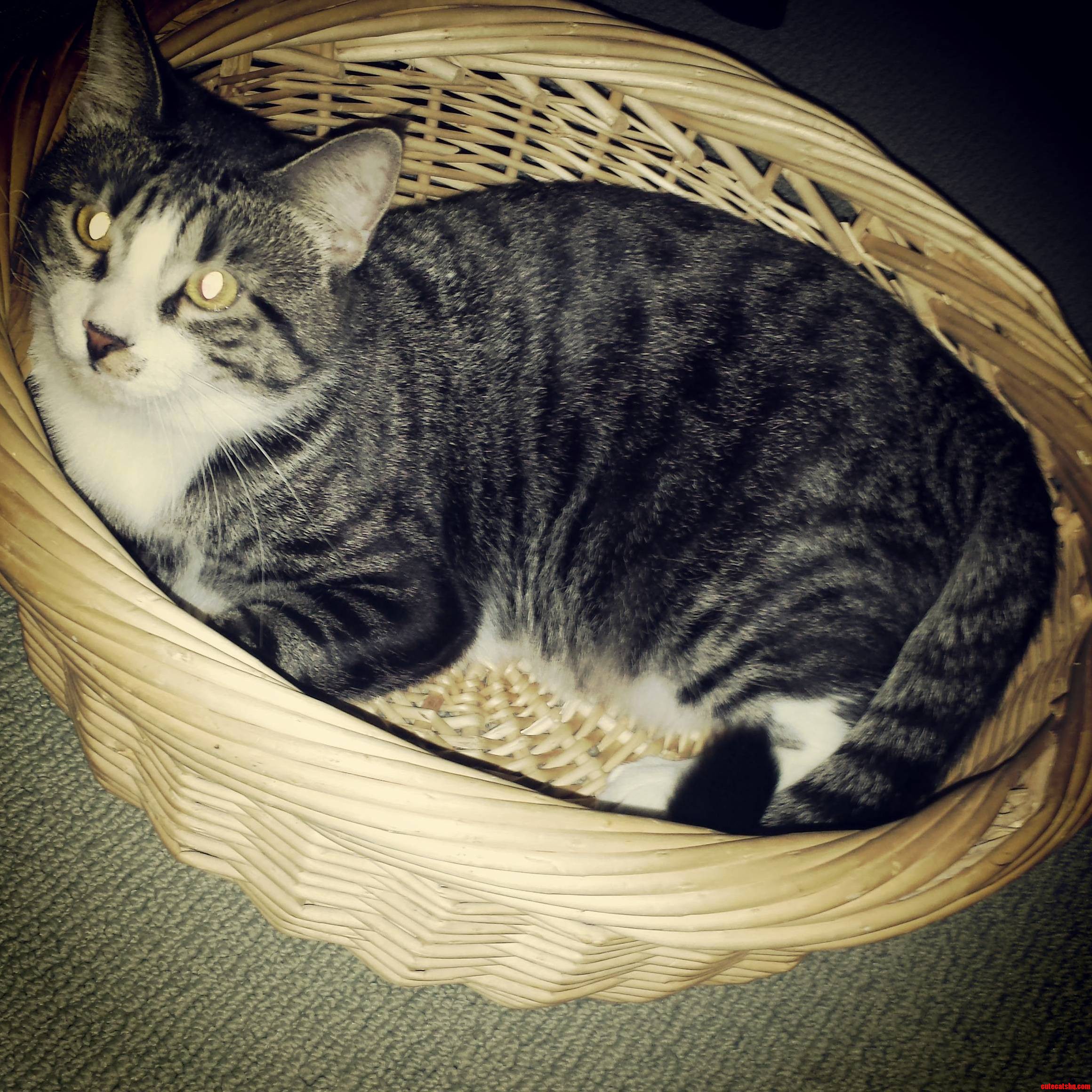 Basket Kitty