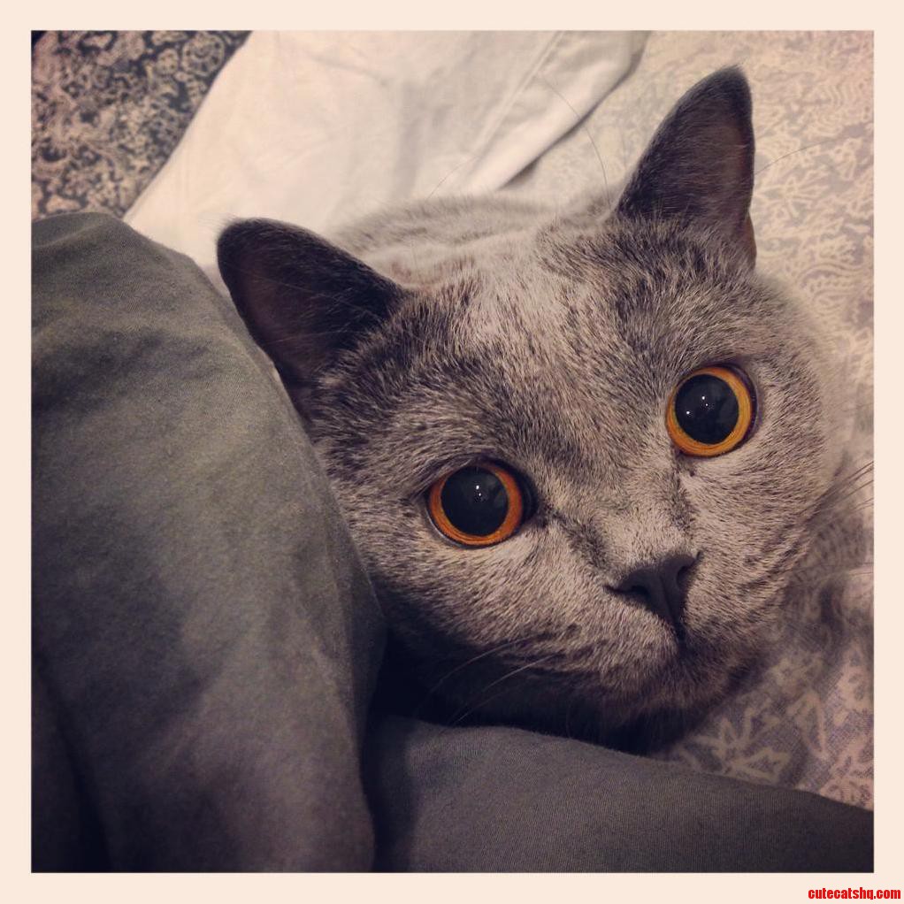 Baxter British Shorthair