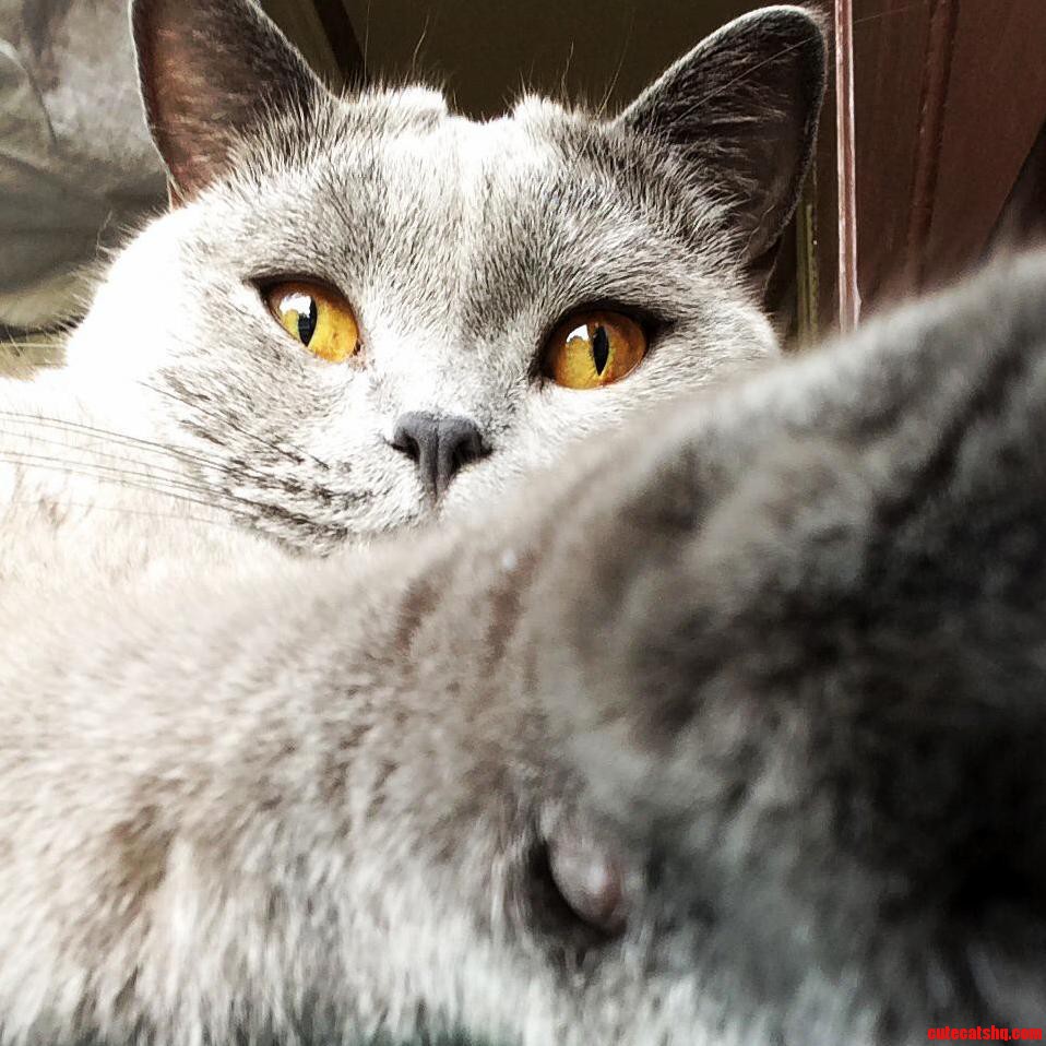 Baxter the British Shorthair