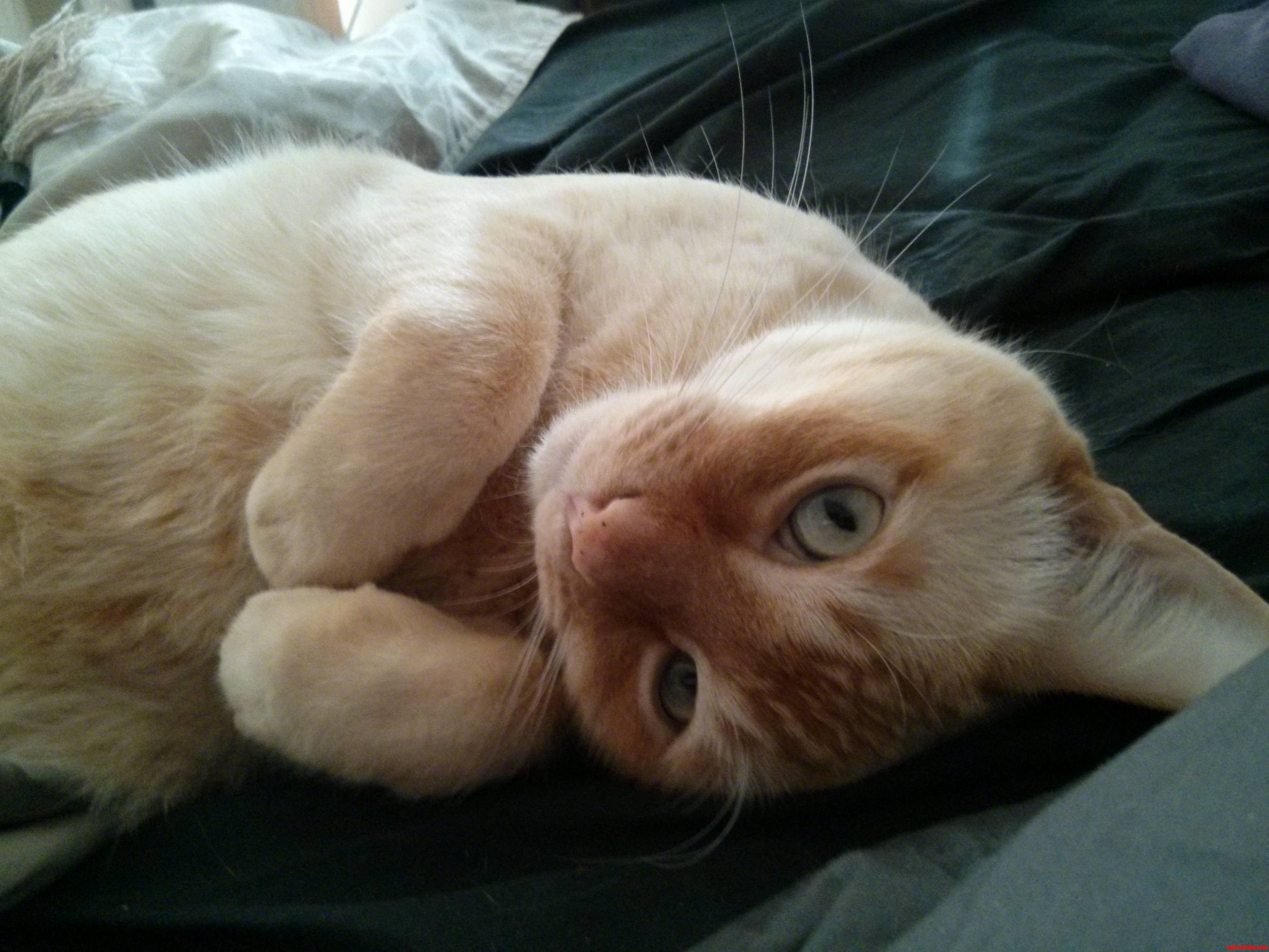 Baxters Best Attempt at Cute Looks an Awful Lot Like a Trap