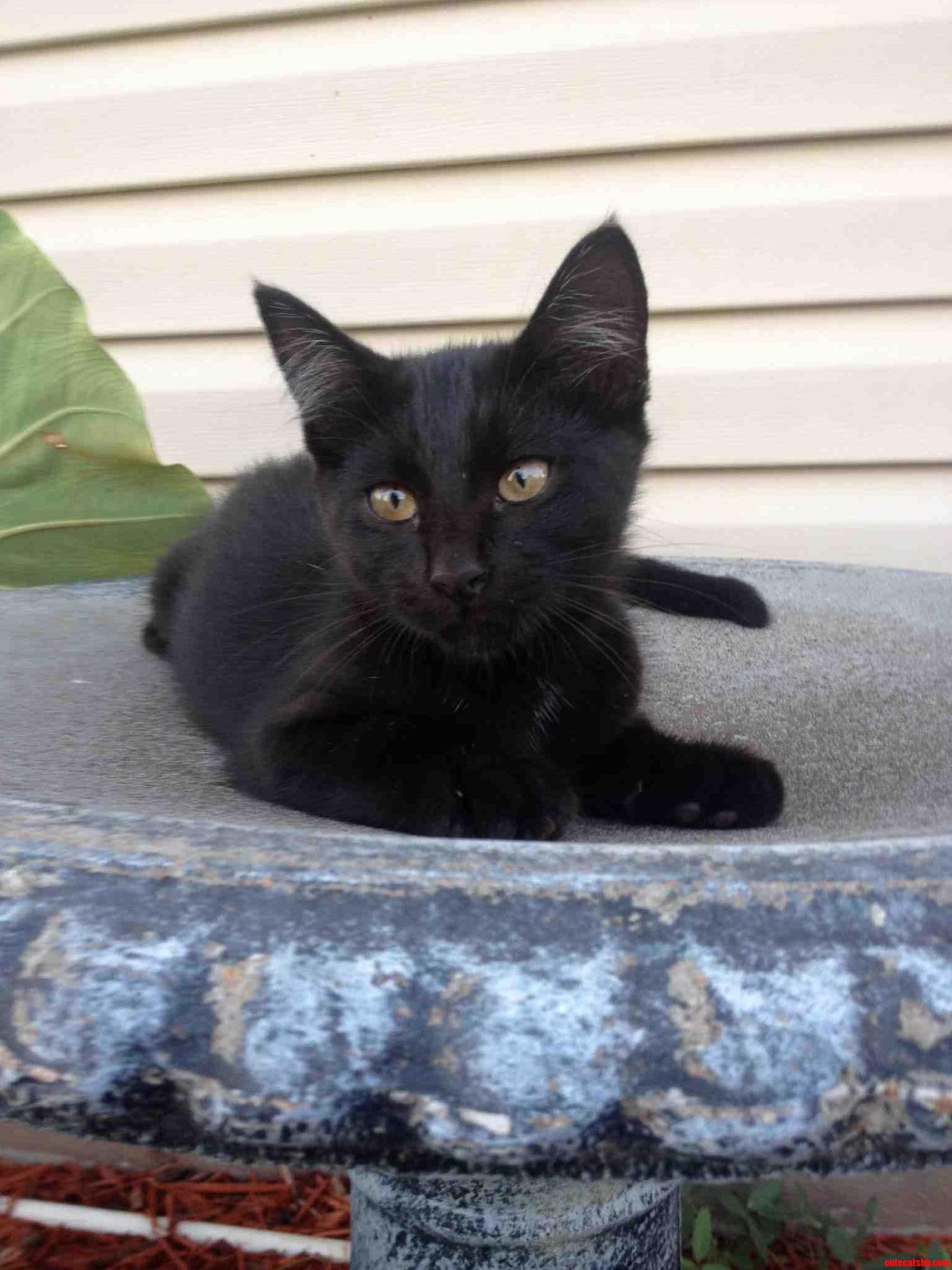 Beautiful Baby Girl Playing on the Bird Bath