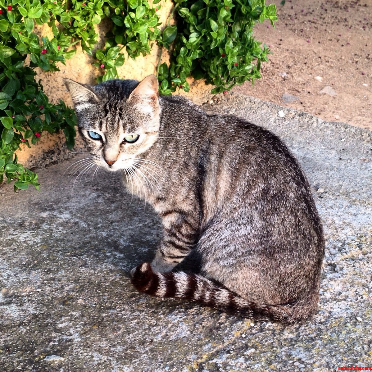 Beautiful Eyes on a Stray in Mallorca
