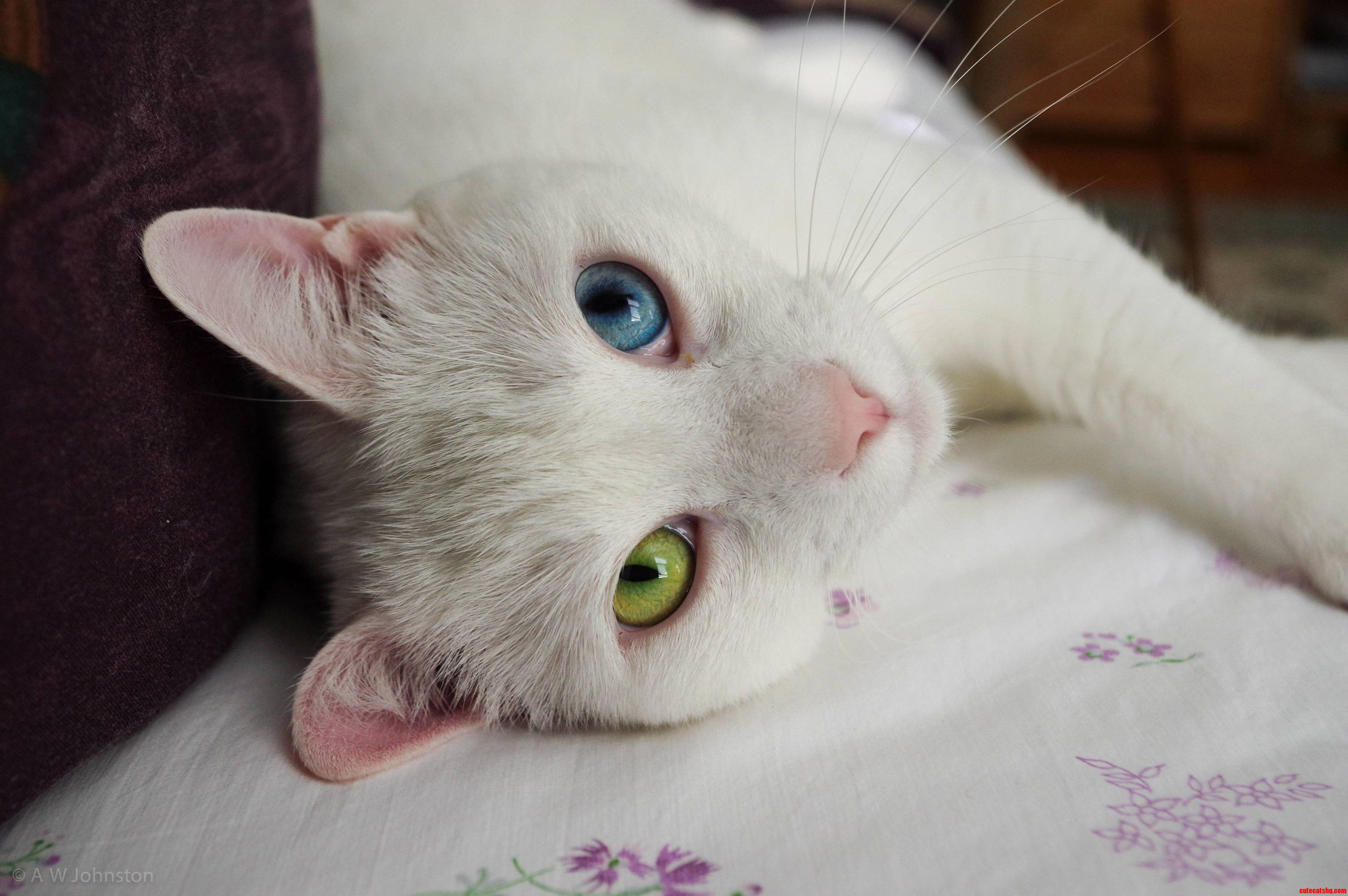 Beautiful Heterochromia