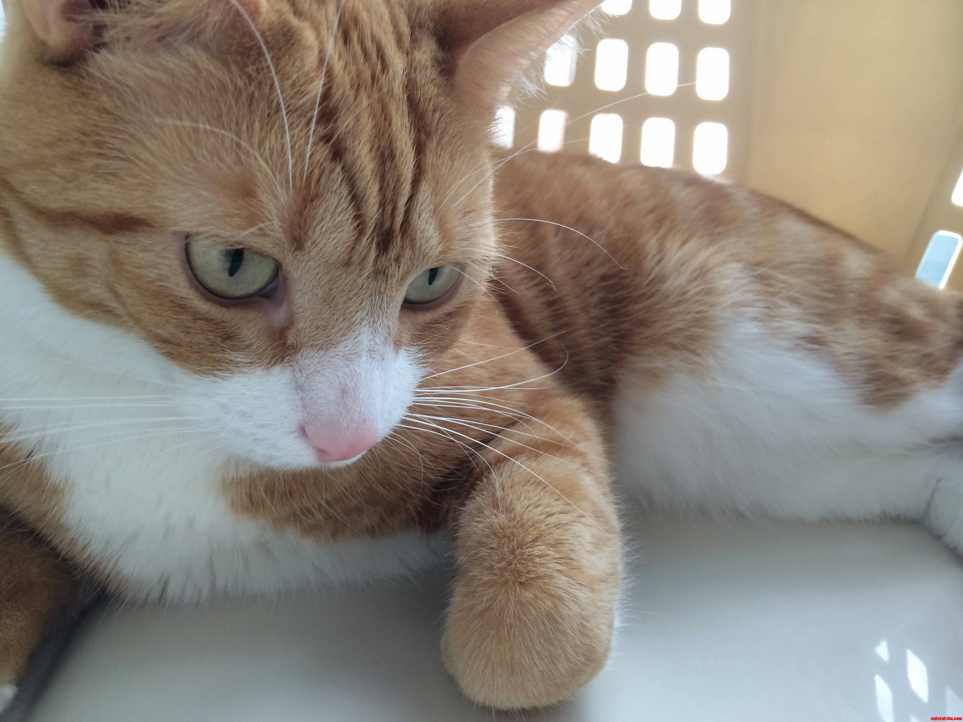 Beavis Today... the Handsome Rugged and Boyish Scoundrel.