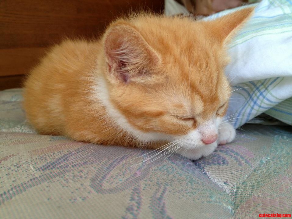 Beavis Who Was a Ginger Kitten Loaf