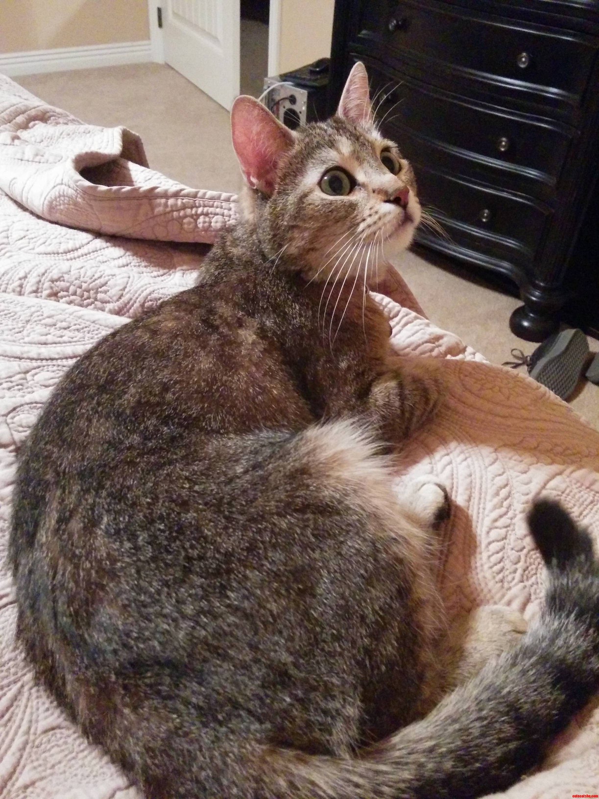 Because the Internet Is for Cats.