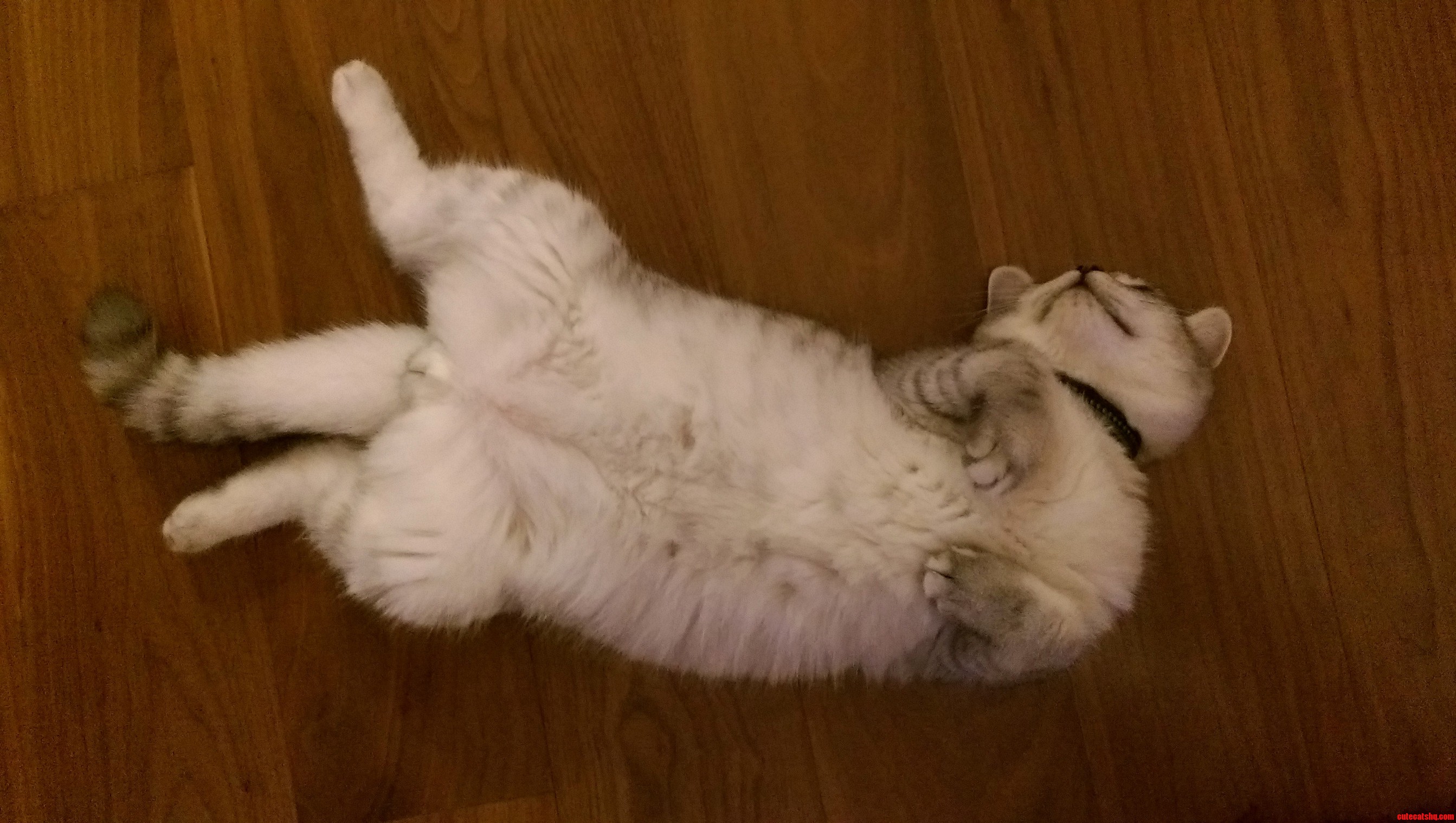 Belly Ruuuuub