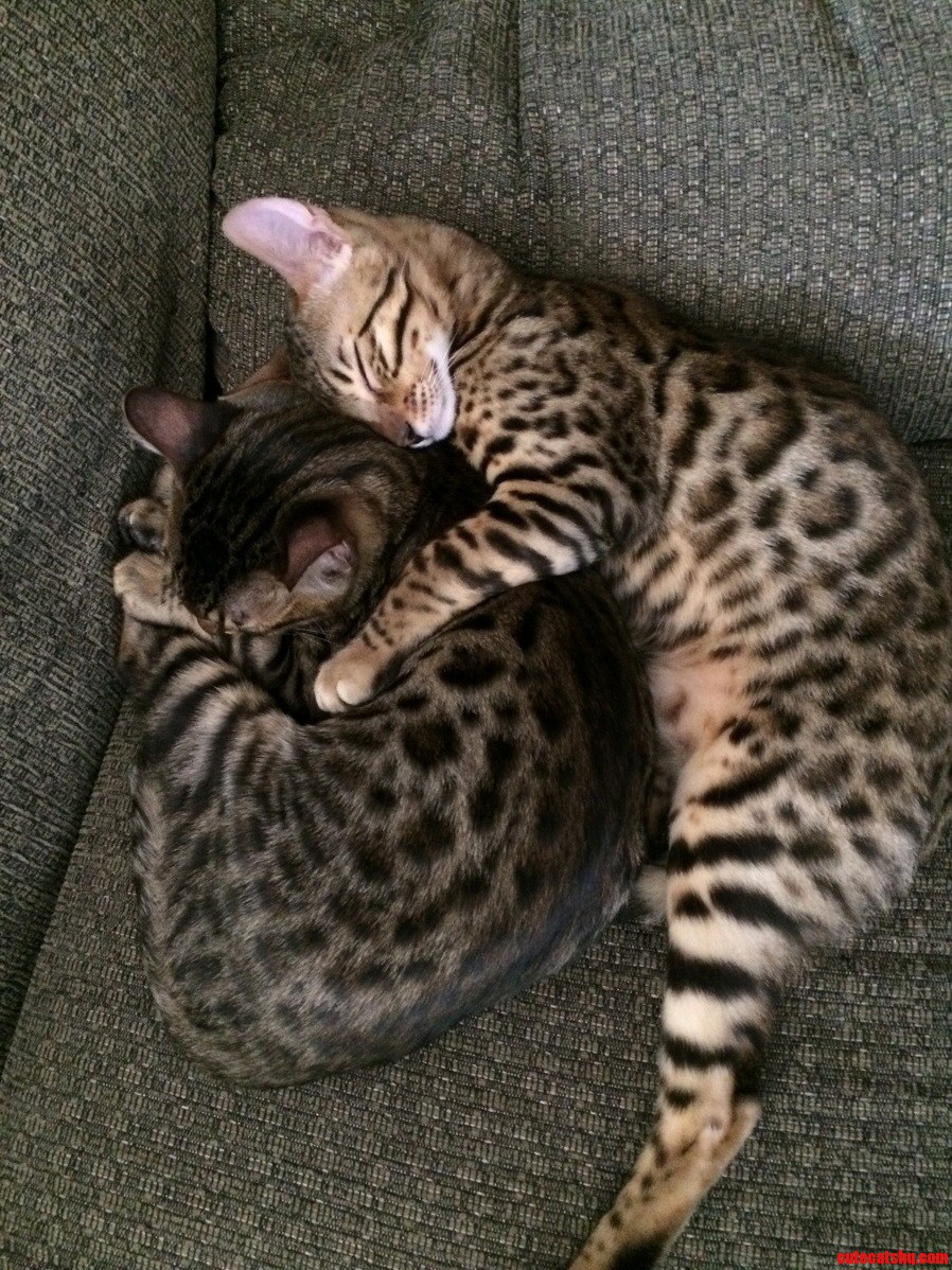 Bengals Spooning