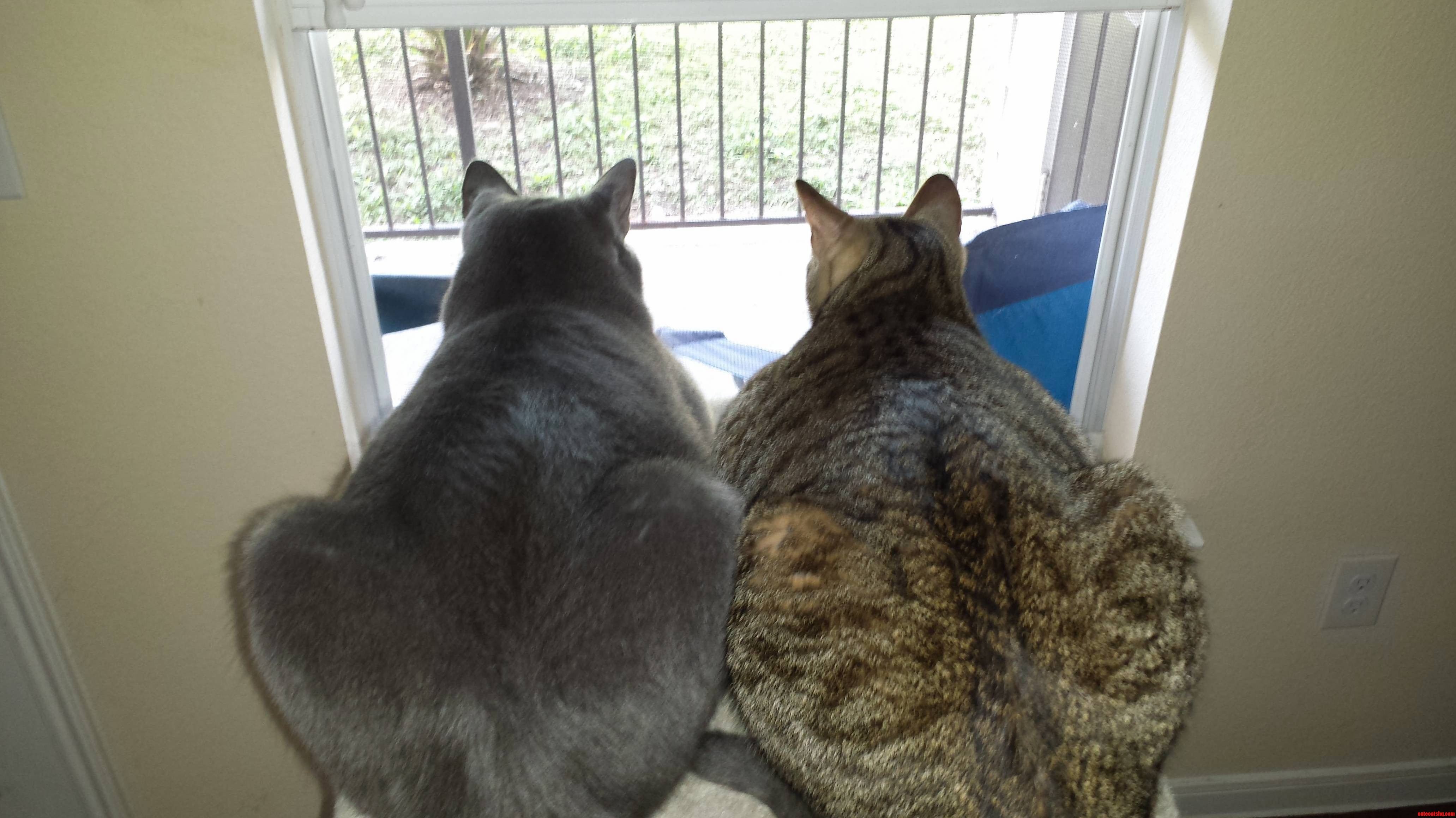 Best Buddies.