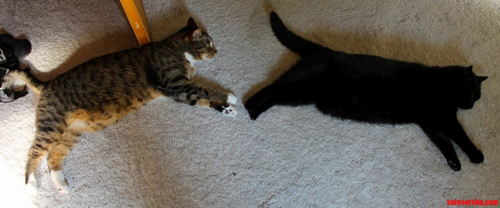Best Buds