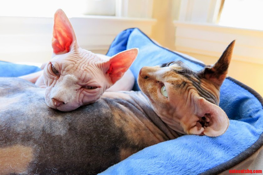 Best Buds