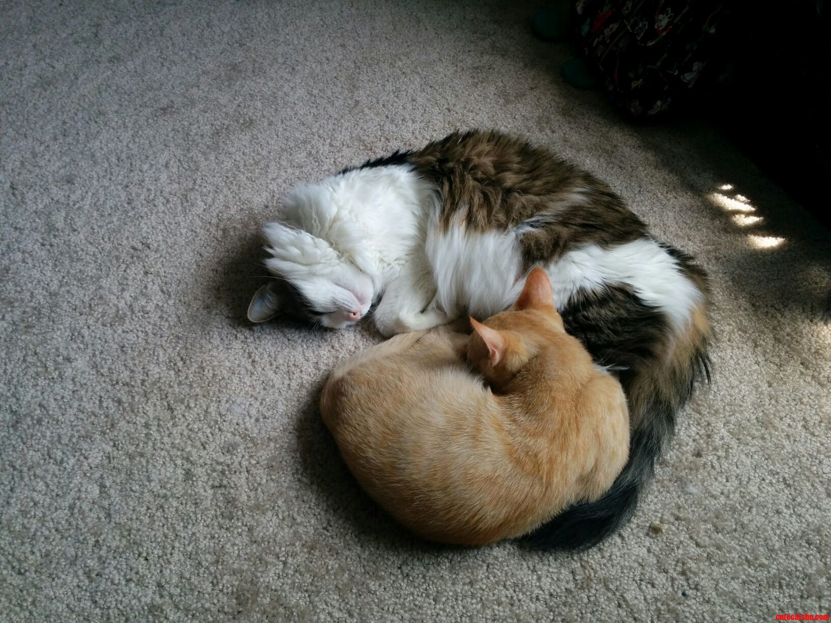 Big Sister Cuddling with Her New Little Brother