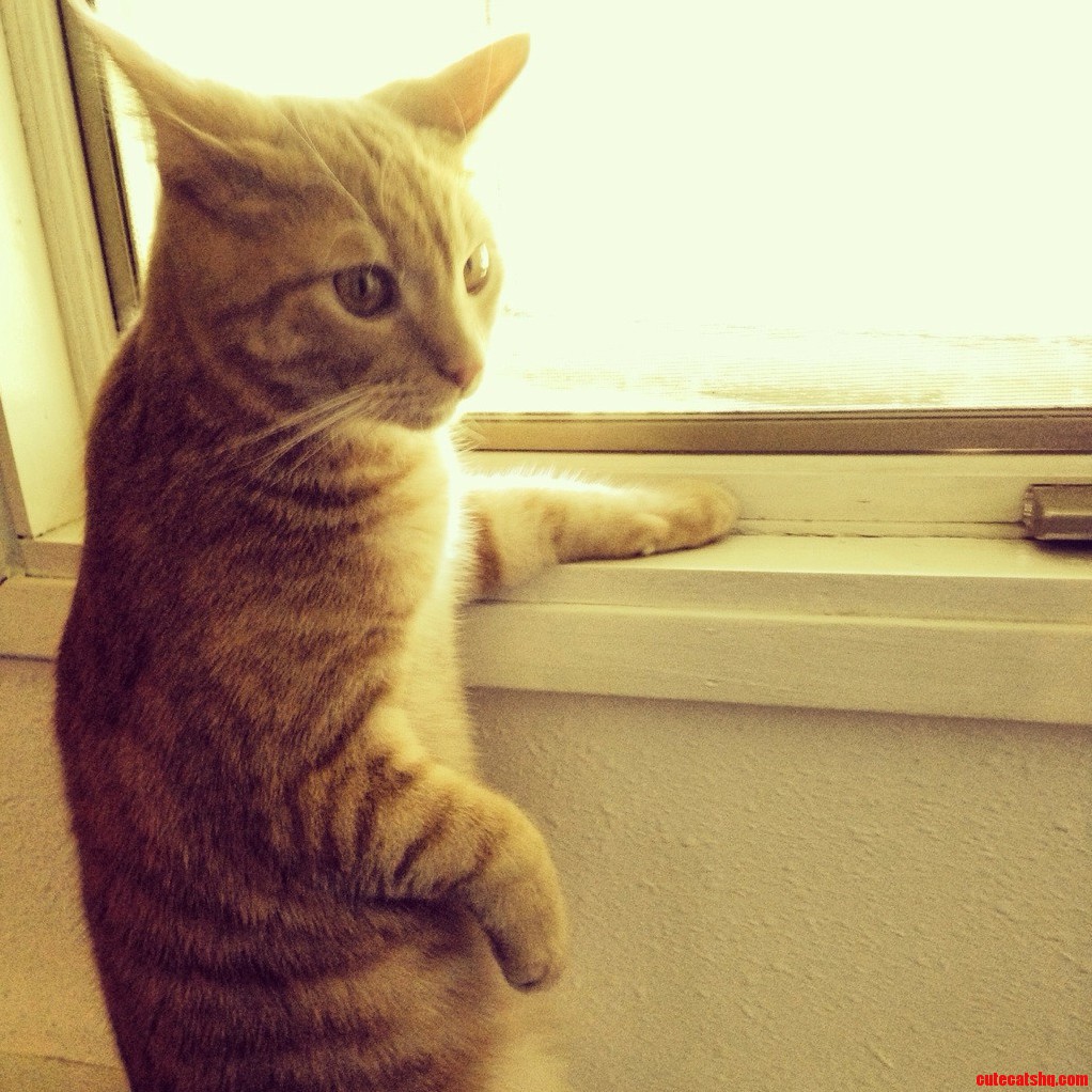 Biscuit Contemplating Life by the Window